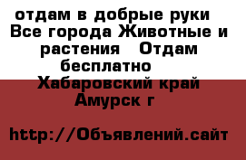 отдам в добрые руки - Все города Животные и растения » Отдам бесплатно   . Хабаровский край,Амурск г.